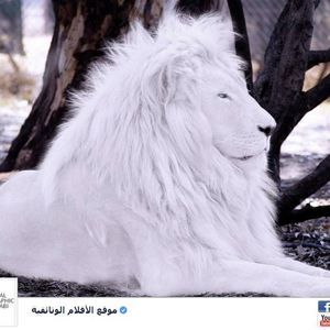 Meet your Posher, Ebrahim